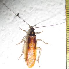 Supella dimidiata