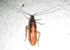 Supella dimidiata