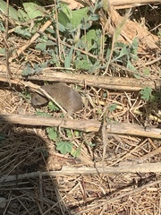 Microtus californicus