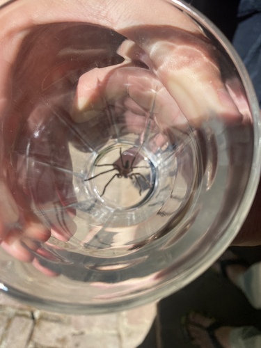 Giant Crab Spider