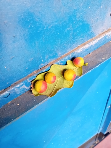 Cherry Gall Wasp