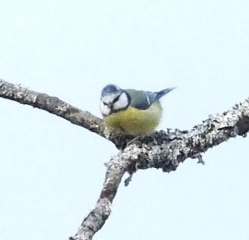 Eurasian Blue Tit