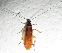 Supella dimidiata