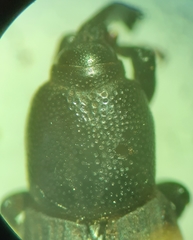 Sphenophorus parvulus