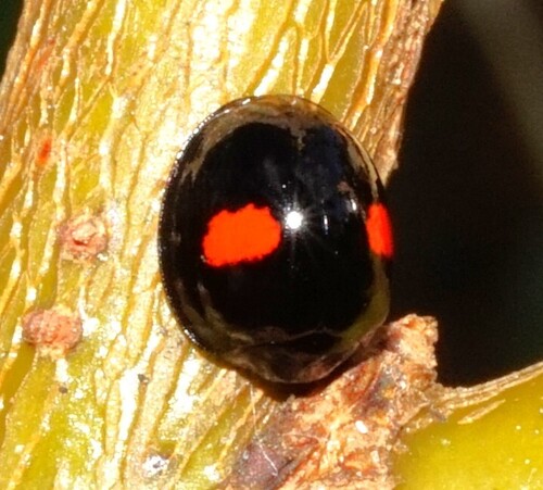 Kidney-spot Ladybird