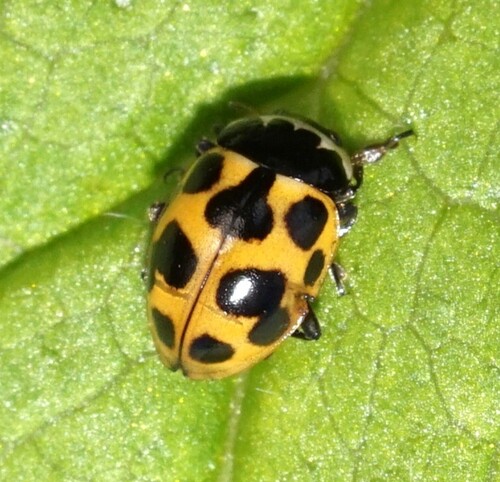 Notated Lady Beetle