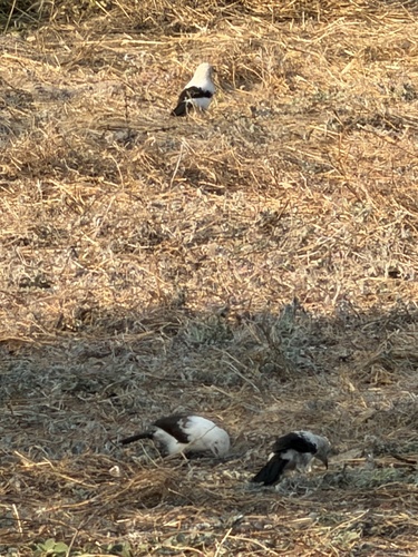 iNaturalist image