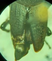 Sphenophorus parvulus