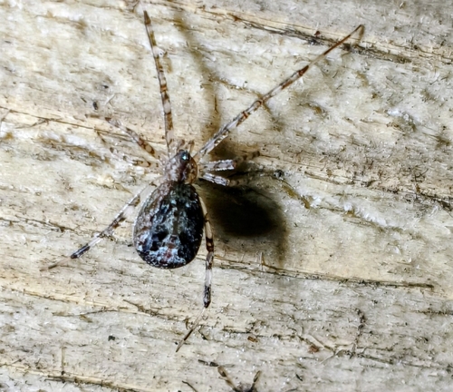 Episinus maculipes