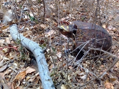 Rhinoclemmys rubida rubida