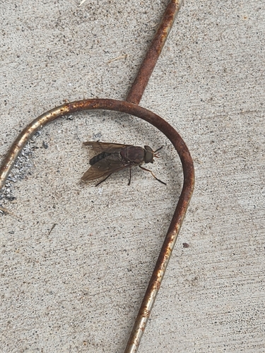 Devoted Horse Fly