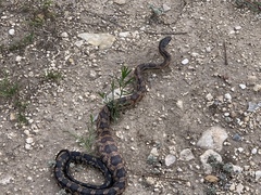 Pantherophis obsoletus