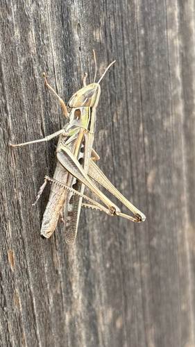 Admirable Grasshopper