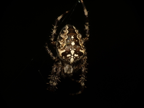 Cross Orbweaver