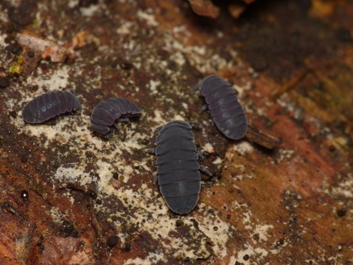 Tetrodontophora bielanensis