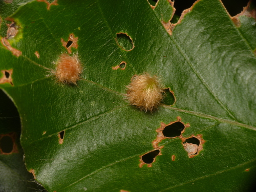 Hairy Beech Gall