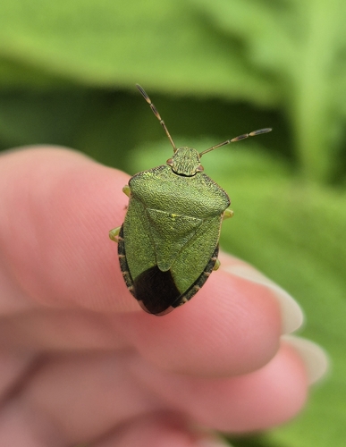 Green Shield Bug