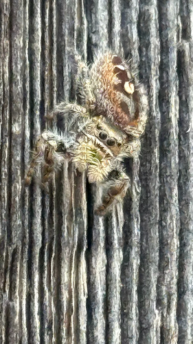 Bold Jumping Spider