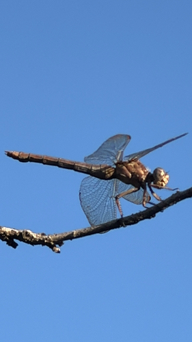 Keeled Skimmer