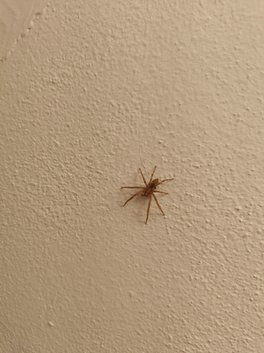 Mediterranean Spiny False Wolf Spider