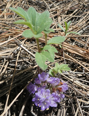 Hydrophyllum alpestre