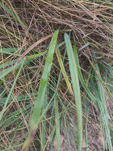 Caesia contorta, photograph 4