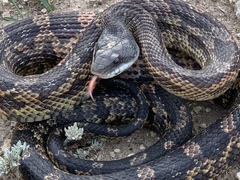 Pantherophis obsoletus