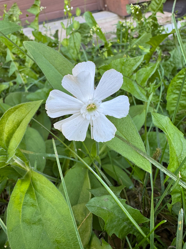 white campion