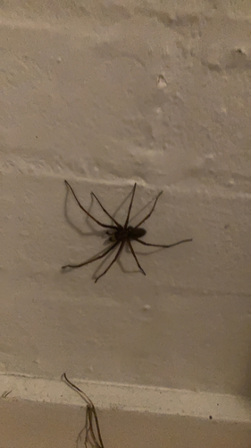 Giant House Spider
