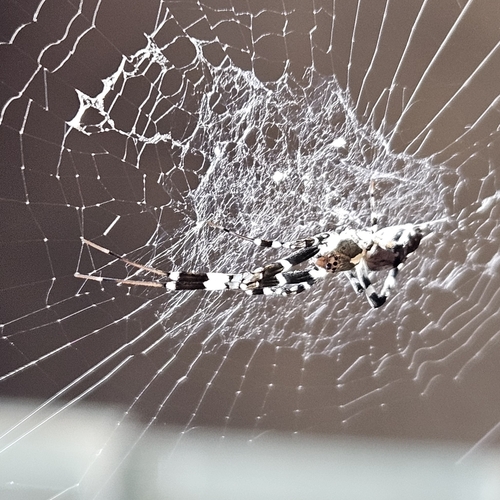 Ninja-star Ceiling Spider