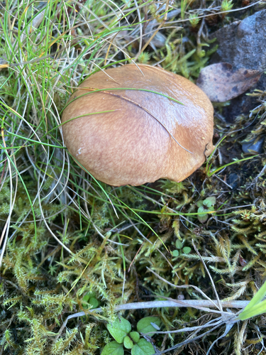 Purple-veiled Slippery Jack
