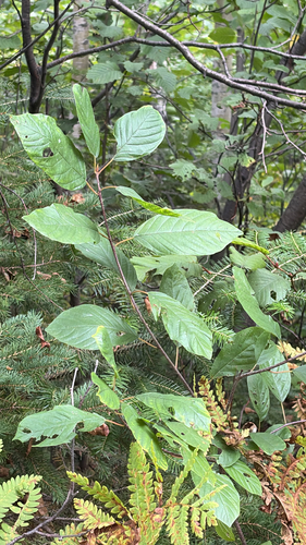 alder buckthorn