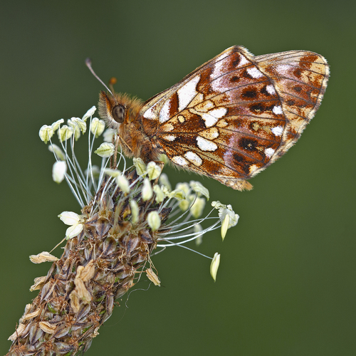 Weaver's Fritillary