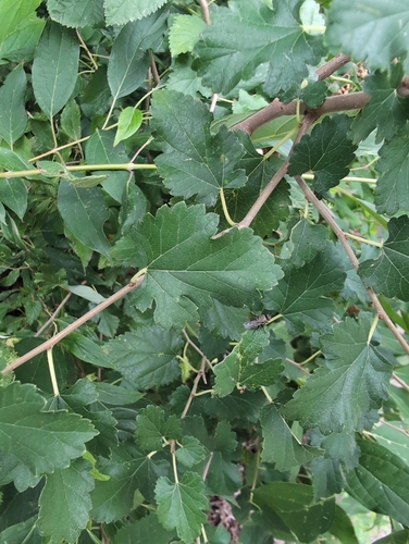 white mulberry