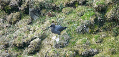iNaturalist image