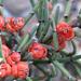 Ephedra americana - Photo (c) The Ruth Bancroft Garden,  זכויות יוצרים חלקיות (CC BY-NC)
