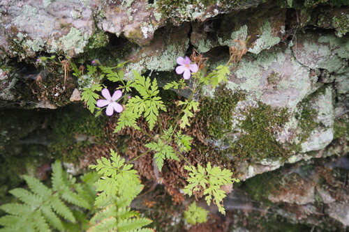 Herb Robert