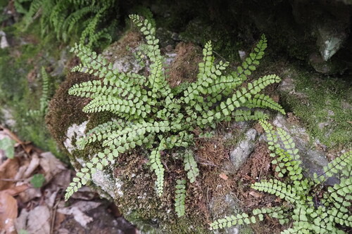 maidenhair spleenwort