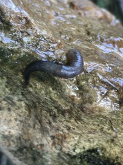Haemopidae
