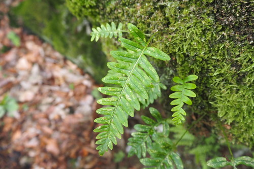 common polypody