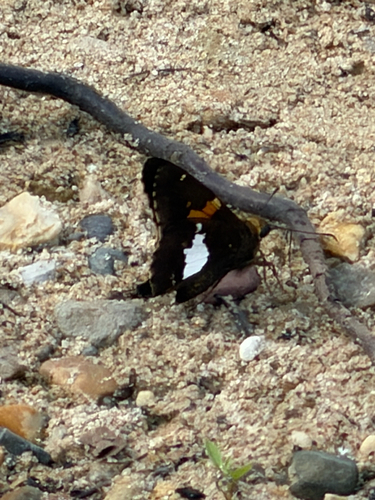 Silver-spotted Skipper