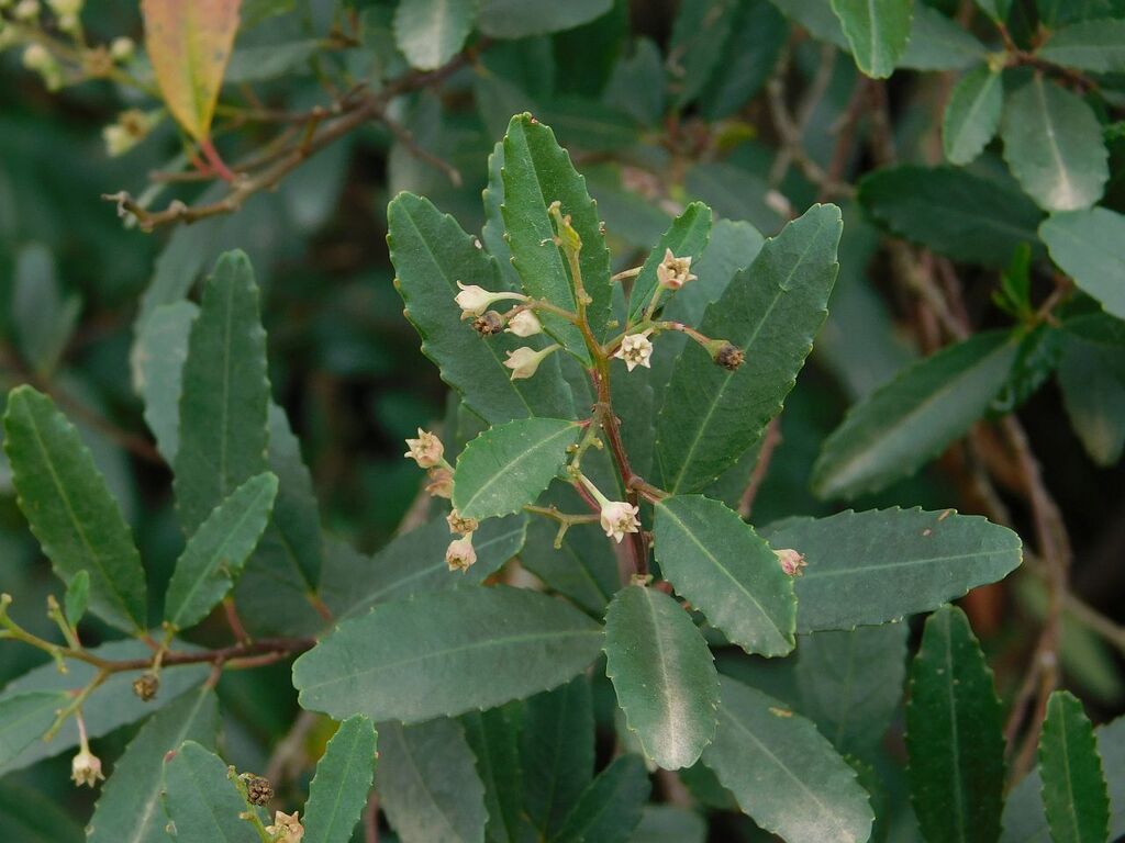 Noltea africana; photograph author not stated, no rights reserved