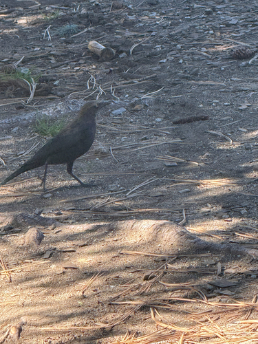 Brewer's Blackbird