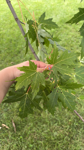 silver maple