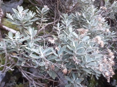 Olearia moschata