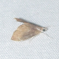 Glaphyria peremptalis