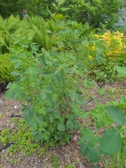 Baptisia tinctoria