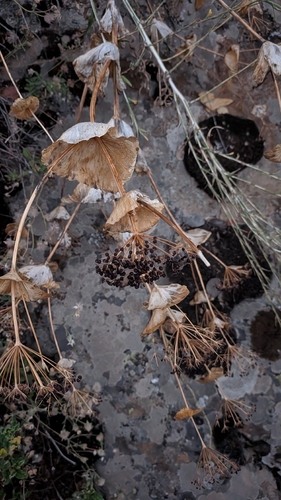 Smyrnium perfoliatum, photograph 1