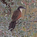 Coppery-tailed Coucal - Photo (c) Jerry Oldenettel, some rights reserved (CC BY-NC-SA)