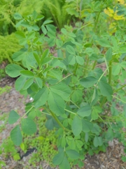 Baptisia tinctoria